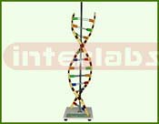 DNA Model on Stand